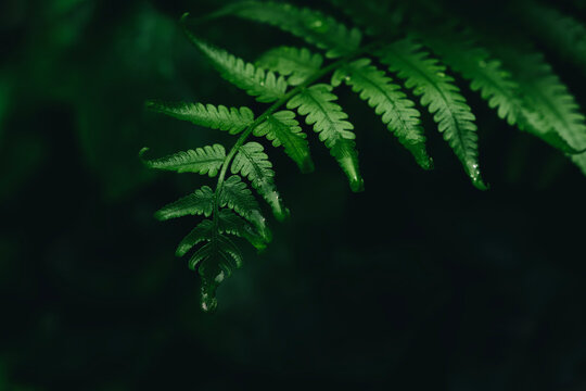 Moody tropical fern with raindrops in natural forest background