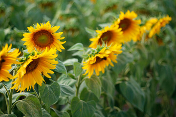 Obraz premium Bright blooming sunflowers (Helianthus annuus) illuminated by natural sunlight. Summer flowers, gardening, agriculture and seasonal nature concept.