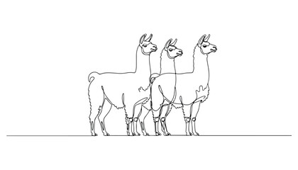 Continuous Simple black line art drawing set of llama in a minimalist style on a white background. © shoshi