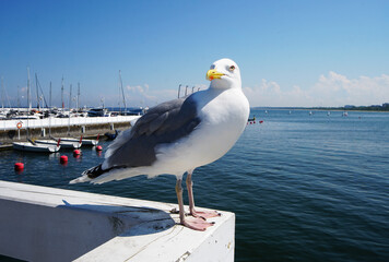 Obraz premium seagull on the pier, Sopot Marina, Poland
