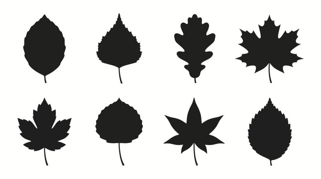 Collection of Diverse Black Botanical Leaf Silhouettes for Nature Graphics