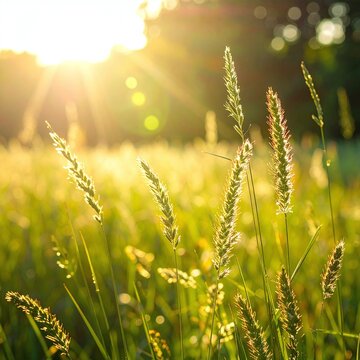 Warm golden sunlight bathes wild grass in a serene summer meadow. This peaceful nature backdrop symbolizes growth, hope, and peace, ideal for ecofriendly branding and wellness.