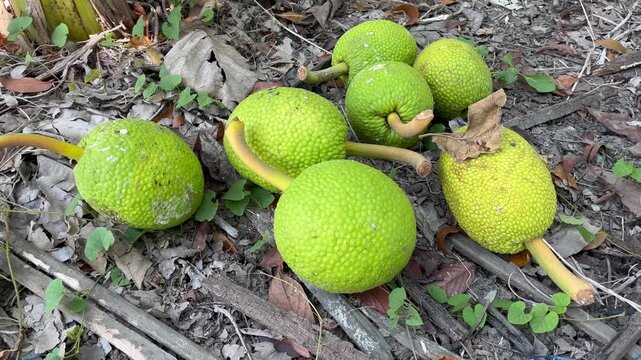 Close up of freshly harvested green breadfruit on dry leaves ground