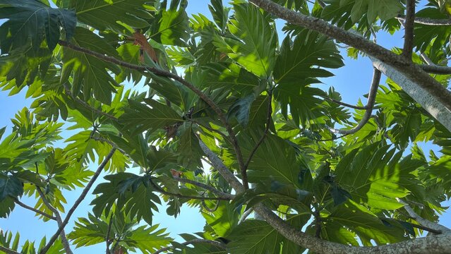 Low angle shot of lush green breadfruit tree leaves against blue sky