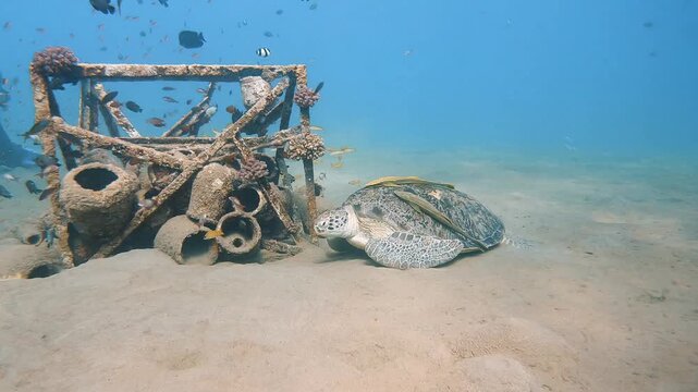 Sea turtle resting on the sandy ocean floor near an artificial reef structure in Marsa Alam. Tropical marine life in the clear blue Red Sea.