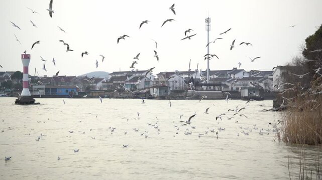 Panning across the magnificent view of seagulls flying near a local village in Suzhou