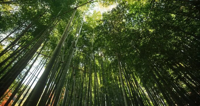 Lush bamboo grove in Japan - low, rotating shot