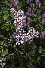 Obraz premium Close-up of Blooming Purple Lilac Flowers in Spring