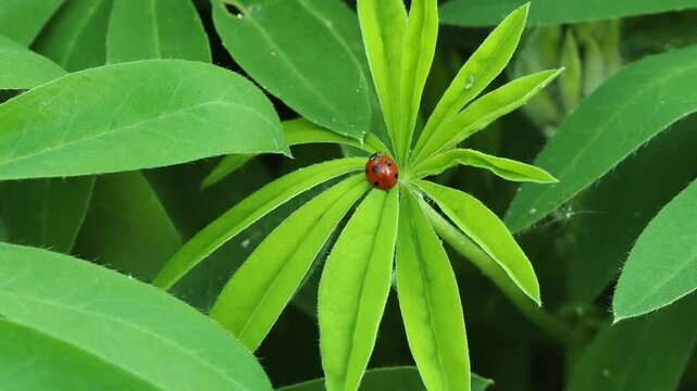 Ladybird with black spots eating a lupin aphid on a green leaf