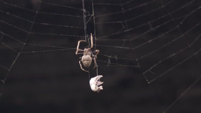 Spotted Orb-Weaver Spider Wrapping Prey in Web in Close-Up Nature Macro Shot