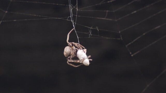 Spotted Orb-Weaver Spider Wrapping Prey in Web in Close-Up Nature Macro Shot