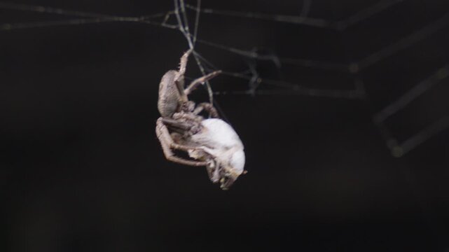 Spider Prey Capture in Web Macro Shot in Natural Environment
