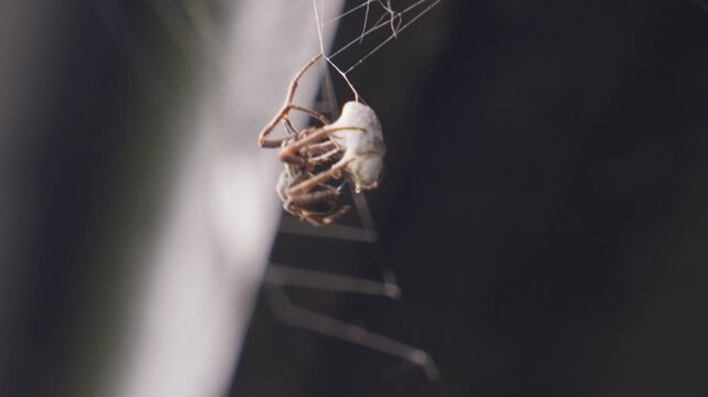 Close-Up Spotted Orb-Weaver Spider Wrapping Prey in Web