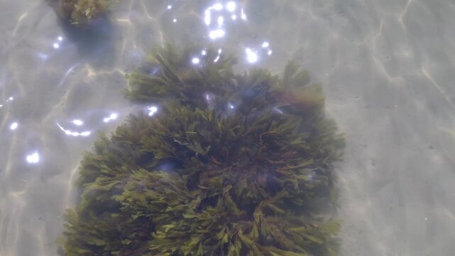 Drone View of Ocean Floor with Seaweed and Calm Sunlit Waves