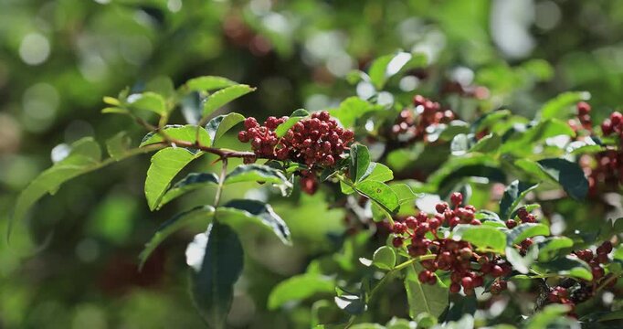 Sichuan Pepper grow on tree