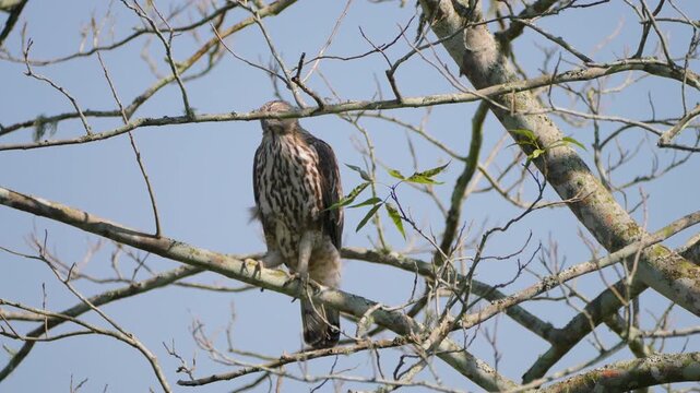 A cinematic shot of a changeable hawk eagle sitting on a dry branch, observing its surroundings in the Indian wilderness. Ideal for nature documentaries and wildlife conservation content.