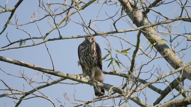 A cinematic shot of a changeable hawkeagle resting on a bare tree branch against a clear blue sky in India. Suitable for wildlife documentaries and nature conservation content.