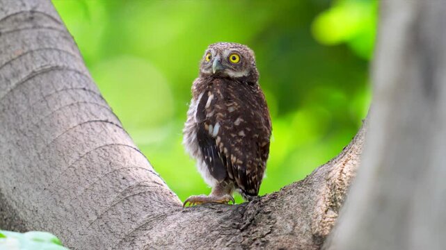Close up of a cute spotted owlet perched on a thick tree branch with a vibrant green nature background.