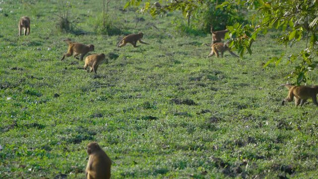 A large group of wild monkeys searches for food in a lush green meadow in India. Authentic wildlife behavior captured in a natural habitat during cinematic daylight.