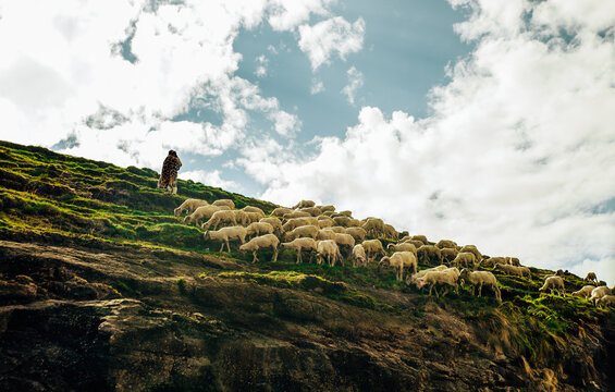 sheep in the mountains