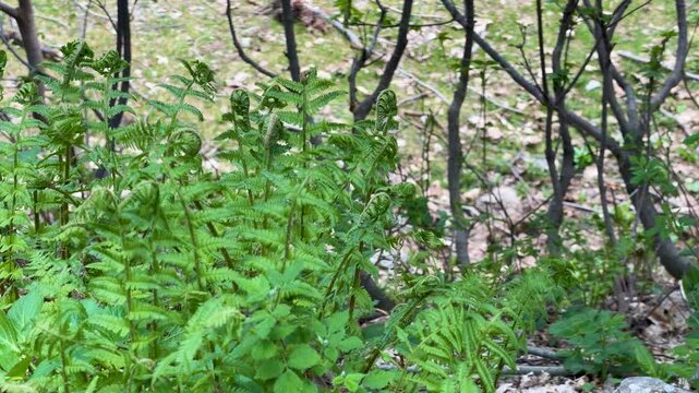 Ostrich Fern Fiddleheads Unrolling Fronds on a Green Forest Floor