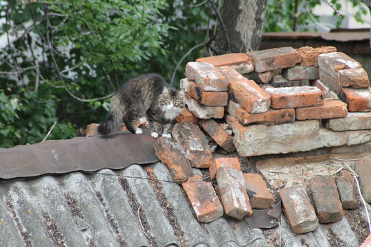 squirrel on the roof