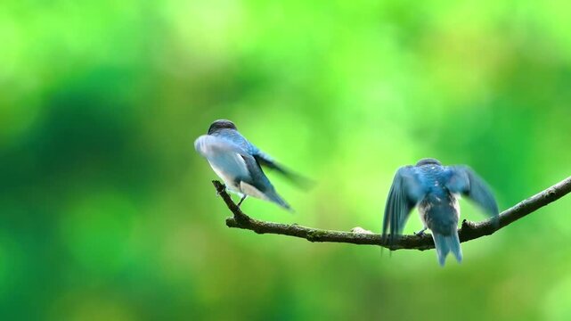 Dynamic action of a wild adult barn swallow hovering to feed its hungry chicks perched on a branch.