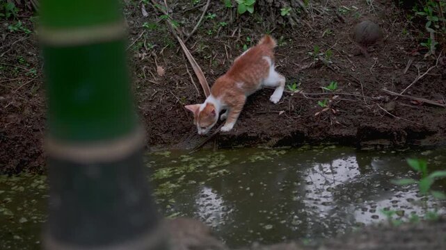 Kitten drinking water from a small pond in a rural garden environment