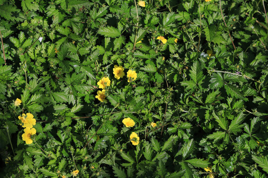 Close-up of Yellow Cinquefoil Flowers in Green Foliage