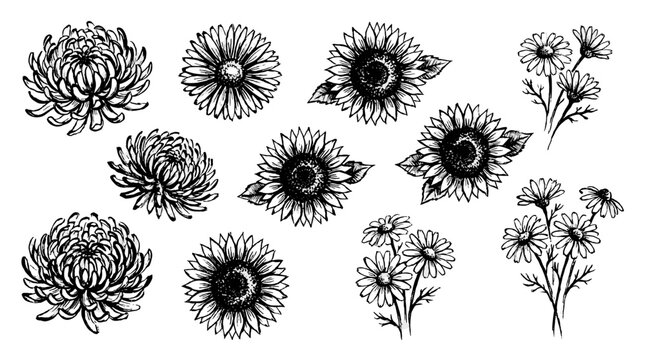 Hand drawn flower icon set with chrysanthemum and daisy sketches