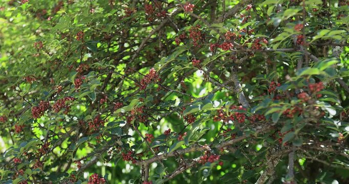 Sichuan Pepper grow on tree