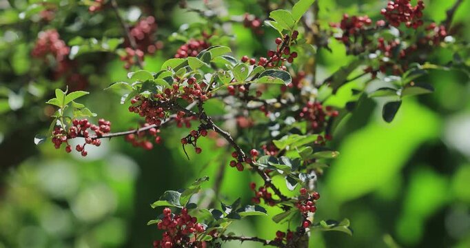 Sichuan Pepper grow on tree