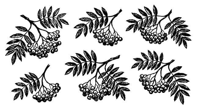 Set of hand drawn rowan berry branches in black ink