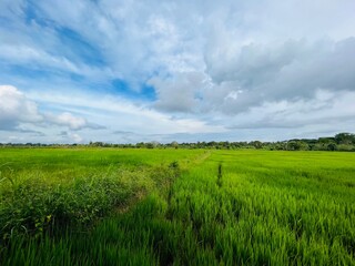 Fototapeta premium Lush Green Rice Paddy Field Under Dramatic Cloudy Sky in Tropical Countryside Landscape