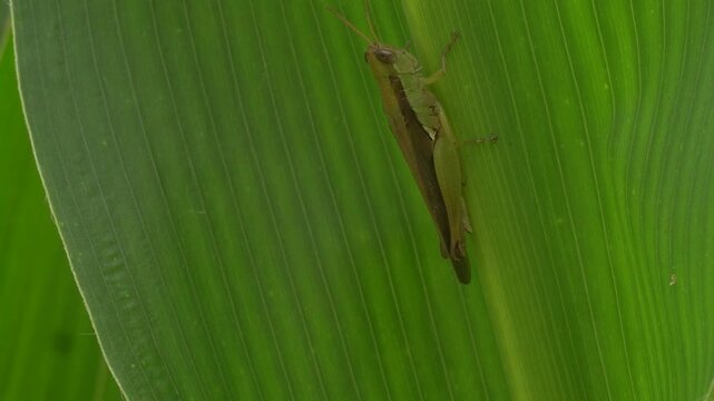 Slender green or brown short-horned grasshopper resting on a vibrant green leaf, showcasing delicate body structure, natural camouflage, wildlife beauty, and insect diversity.
