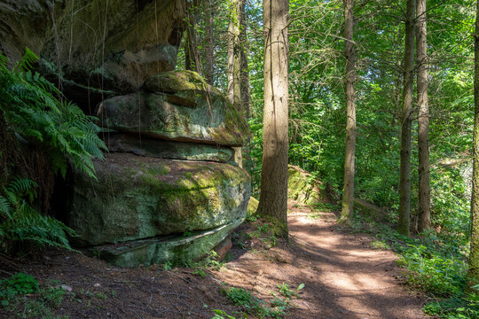 Romantischer Pfad im Wald