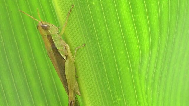 Slender green or brown short-horned grasshopper resting on a vibrant green leaf, showcasing delicate body structure, natural camouflage, wildlife beauty, and insect diversity.