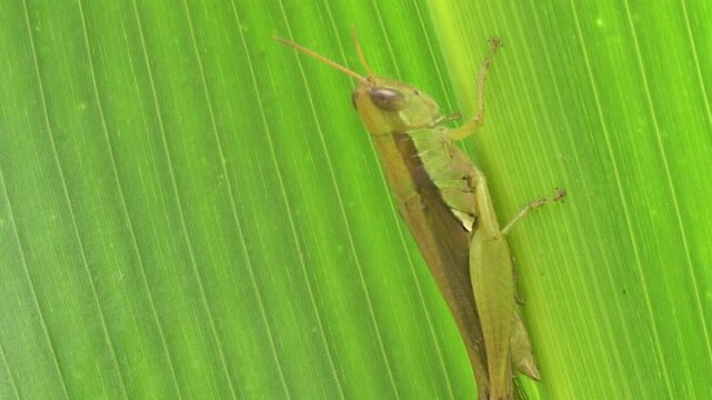 Slender green or brown short-horned grasshopper resting on a vibrant green leaf, showcasing delicate body structure, natural camouflage, wildlife beauty, and insect diversity.