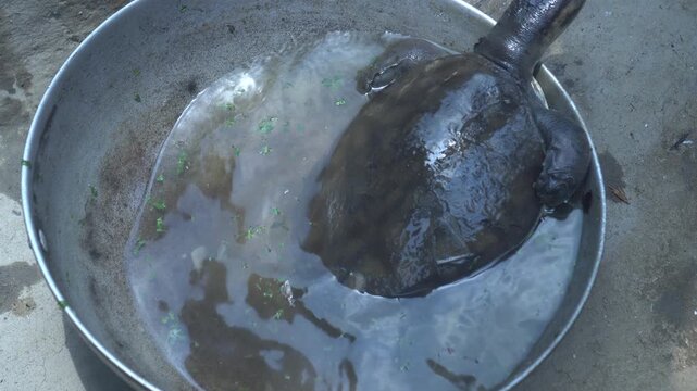 a black turtle or a similar aquatic animal in a container, it's best to describe it neutrally rather than as food, since the species and legal/protection status may be unclear