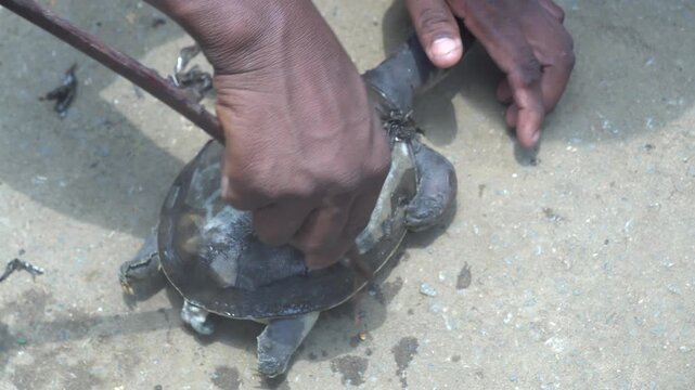 a black turtle or a similar aquatic animal in a container, it's best to describe it neutrally rather than as food, since the species and legal/protection status may be unclear
