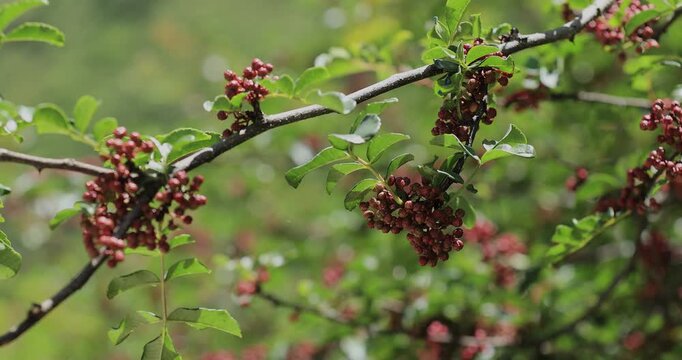 Sichuan Pepper grow on tree