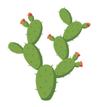 Detailed green nopal cactus vector illustration with blooming red flowers isolated on white background for natural desert botanical graphic design and organic exotic plant element.
