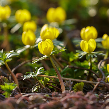 Eranthis hyemalis (also winter aconite ; Latin- Eranthis hyemalis ) is a species of flowering plant in the buttercup family ( Ranunculus )