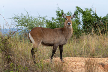 Uganda Waterbuck Defassa Large Antelope © James