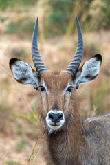 Uganda Waterbuck Defassa Large Antelope © James