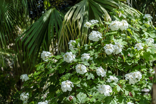 Fleurs de viorne obier