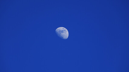 Obraz premium Waxing gibbous Moon with tree silhouettes on a daylight blue sky.