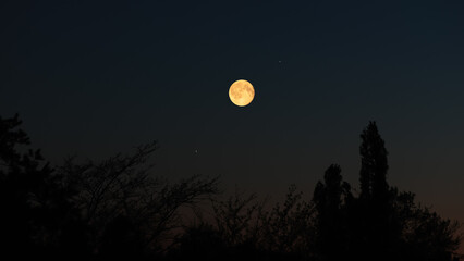 Obraz premium Full Moon on a twilight sky with tree silhouettes.