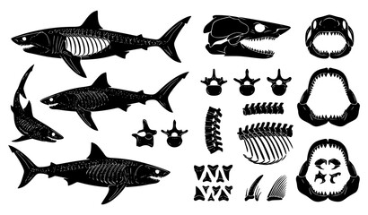 Fototapeta premium Shark Skeleton Vector Collection Black Marine Predator Bone Set