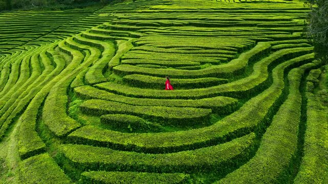 A Woman Exploring The Oldest Tea Plantations On S&atilde;o Miguel Island In The Azores, Portugal. Aerial Drone Shot